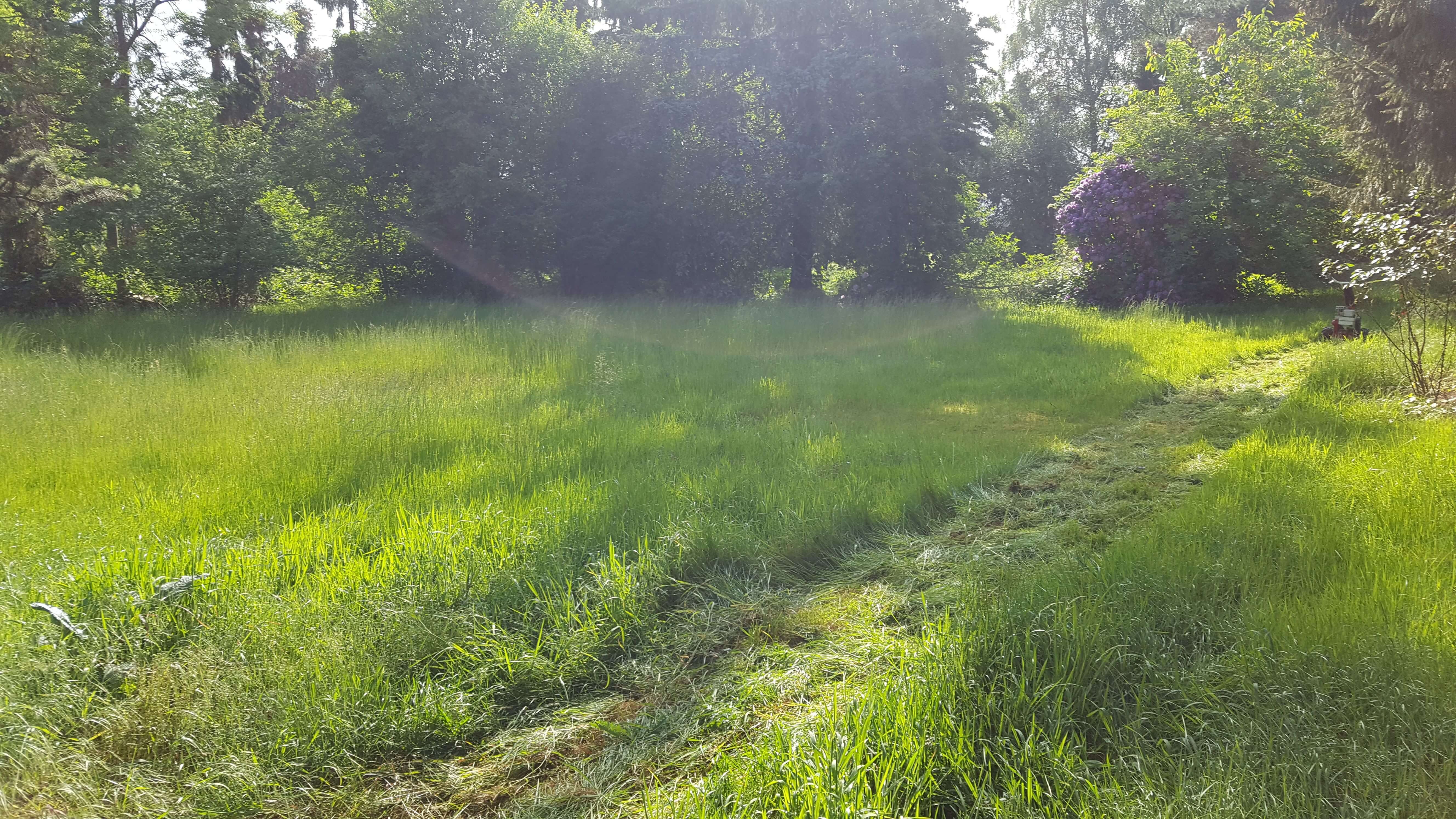 Rasen mähen_Gärtner Dortmund_Garten- und landschaftsbau Dortmund